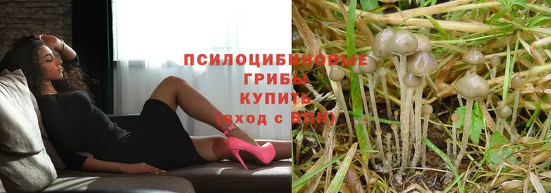 Псилоцибиновые грибы Psilocybe  Ельня 